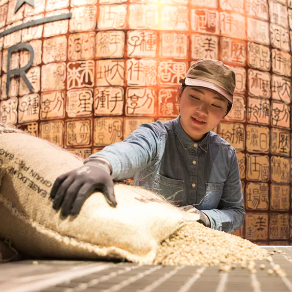 A roaster pouring coffee from a sack.
