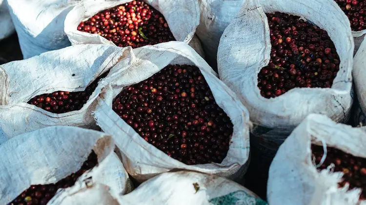 Raw coffee beans.