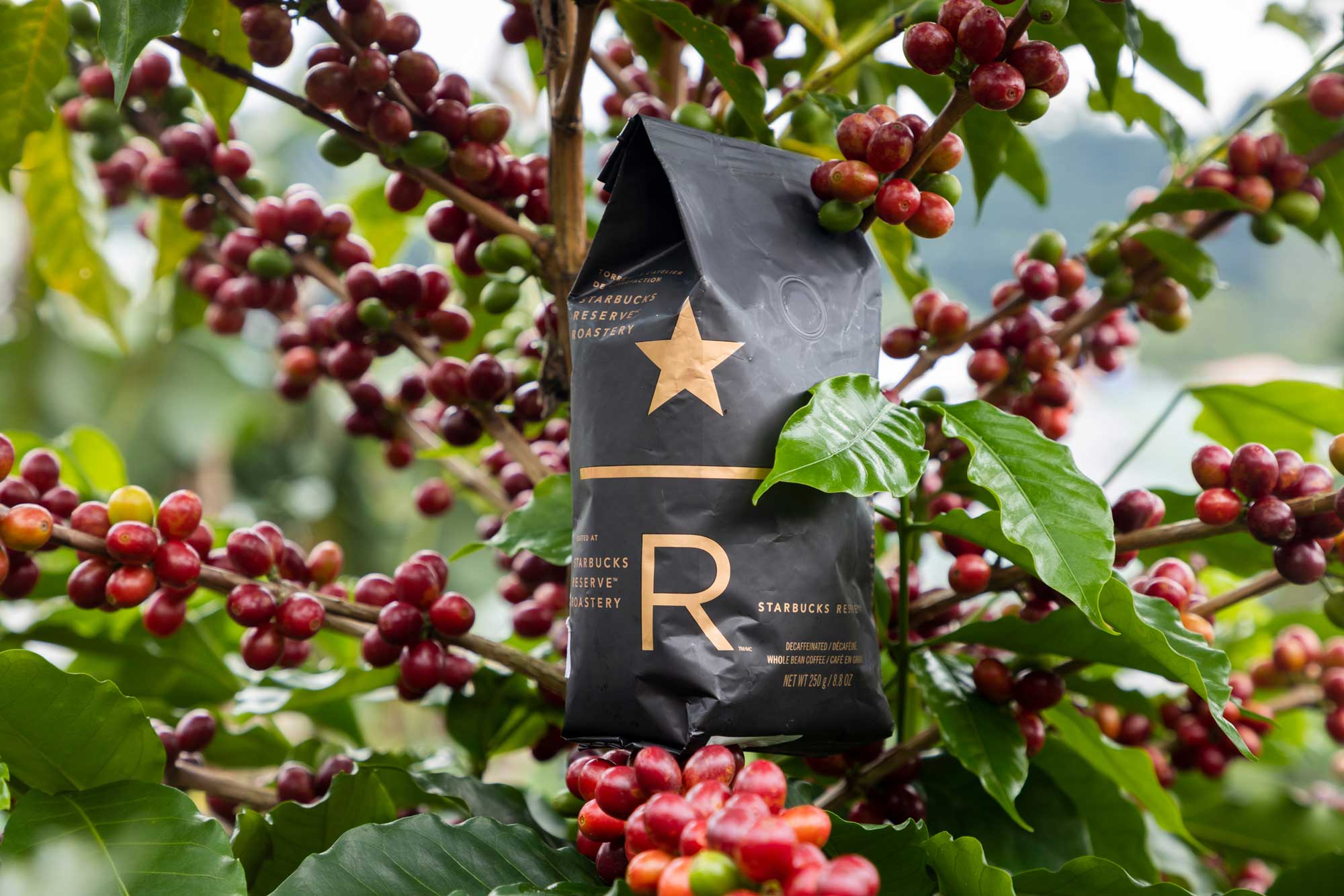 Welcome to the Starbucks Hacienda Alsacia Coffee Farm | Starbucks